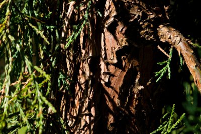 Sequoiadendron giganteum 'Pendulum' - sekvojovec obrovský - borka